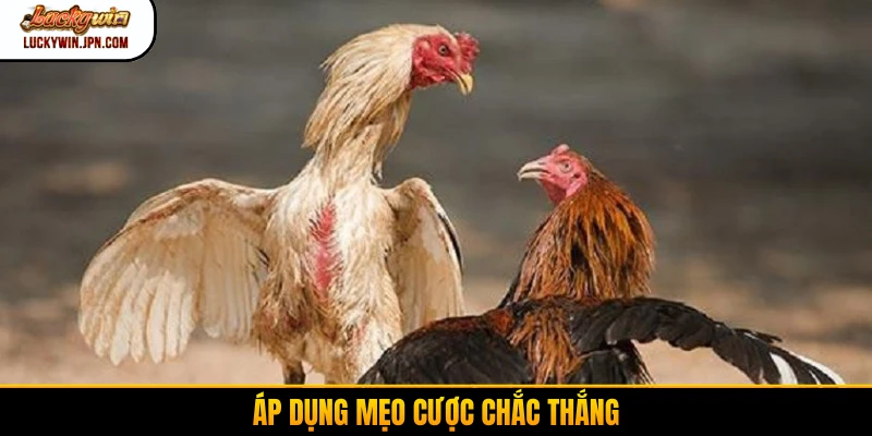 Áp dụng mẹo cược chắc thắng