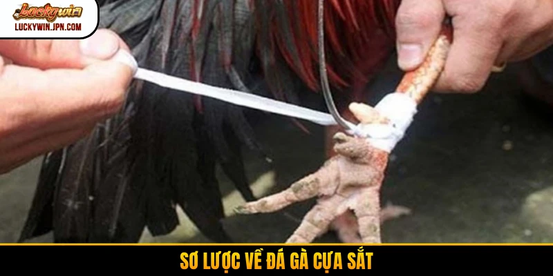 Sơ lược về đá gà cựa sắt
