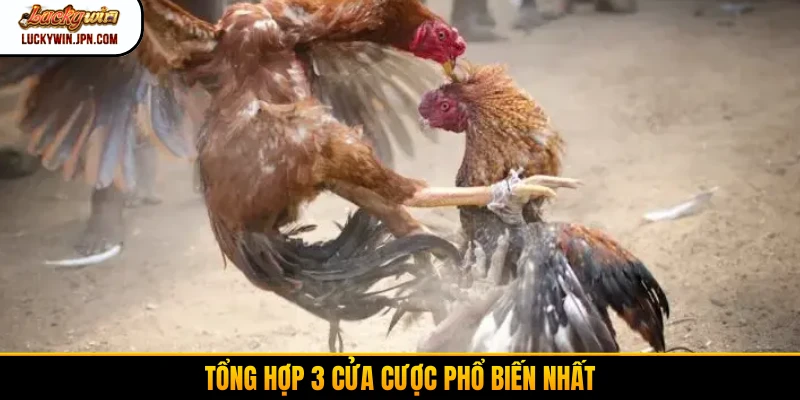Tổng hợp 3 cửa cược phổ biến nhất